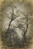 Mystical_trees