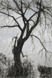 Winter_tree3