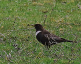 Ring Ouzel