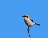 Great grey Shrike