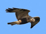 Rough-legged Buzzard