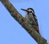 W-B  Woodpecker