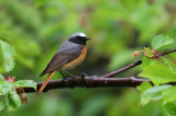 Redstart  