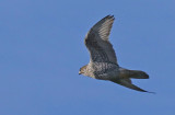 Gyrfalcon  