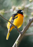 Oriole3.jpg