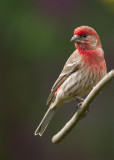 House Finch.jpg