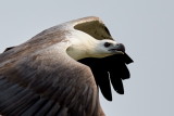 White-bellied Sea Eagle / Hvidbrystet Havørn, 1X8A7578, 20-11-17.jpg