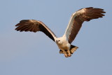 White-bellied Sea Eagle / Hvidbrystet Havørn, 1X8A8664, 21-11-17.jpg