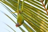 Plum-headed Parakeet / Blommehovedet Ædelparakit, 1X8A7996,04-12-18.jpg