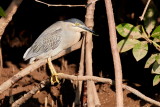 Striated Heron / Mangrovehejre, 1Y8A2232,02-01-19.jpg