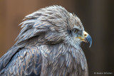 Blaubussard