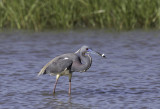 Tri Colored Heron With Catch