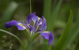Blue Flag Iris.jpg