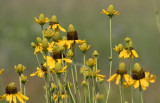 Prairie Cone Flower.jpg
