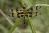 Banded Pennant.jpg