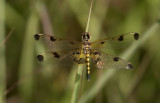 Calico Pennant.jpg