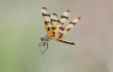 Halloween_Pennant_1.jpg