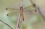 Goldenwinged_Skimmer_2.jpg