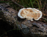 Tree Fungus