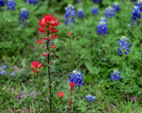 Lonely Paintbrush