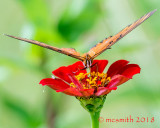 Eye to Eye with a Gulf Fritillary