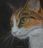 Cat - pastel on paper, 12 x 12 2017