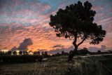 Baie de Somme-074.jpg