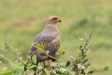 POIANA DELLE SAVANE