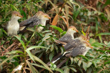 CUCULO GUIRA - GUIRA CUCKOO 