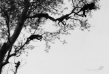 ALUATTA NERA - ALOUATTA CARAYA
