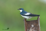 Rondine arboricola bicolore - Tachycineta bicolor