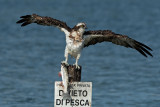 Falco Pescatore