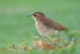 RUFOUS HORNERO