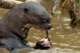 LONTRA GIGANTE