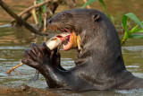 LONTRA GIGANTE