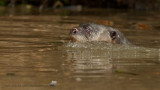 LONTRA GIGANTE