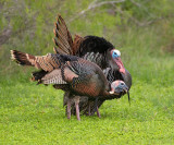 Wild Turkey