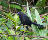 Smooth-billed Ani