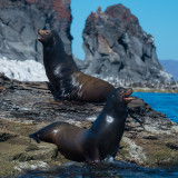 Sea Lions, Coronado Is. Loreto