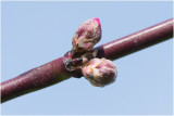 Perzikboom - Prunus persica