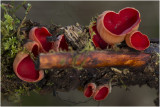 Rode kelkzwam - Sarcoscypha coccinea