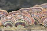 gewoon Elfenbankje - Trametes versicolor