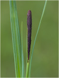 Oeverzegge - Carex riparia