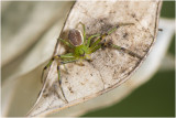 groene Krabspin - Diaea dorsata