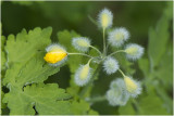 stinkende Gouwe - Chelidonium majus