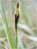 Moeraszegge - Carex acutiformis