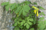  gele Helmbloem - Pseudofumaria lutea
