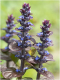 kruipend Zenegroen - Ajuga reptans