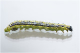 rups van Buxusmot - Cydalima perspectalis