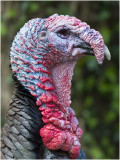 Kalkoen - Meleagris gallopavo